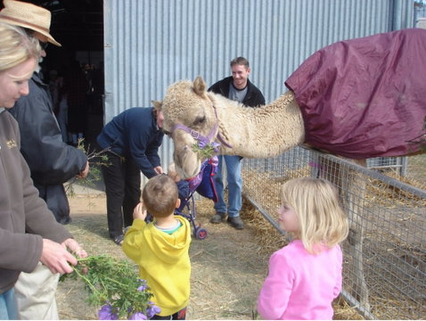Wangaratta Show - Tourism Guide 1