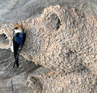 2020 Katherine Bird Festival - Tourism Guide