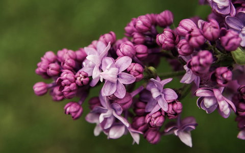69th Annual Goulburn Lilac City Festival - Tourism Guide 0