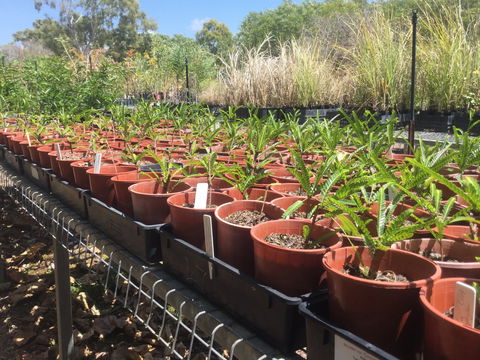 Conservation Volunteers Australia Townsville - Ocean View Nursery - Tourism Guide 2