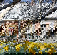 Daffodils at Rydal