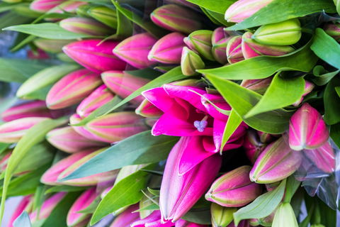 Harvest Launceston Community Farmers' Market - Travel Agents 0