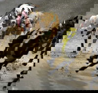 Twilight Greyhound Racing - Travel Search