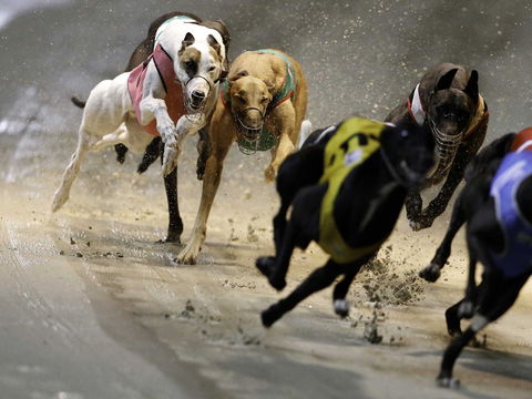 Twilight Greyhound Racing - Travel Search 0