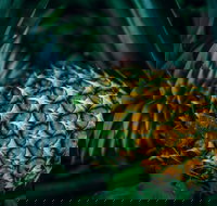 Yeppoon Community Market - Travel Agents