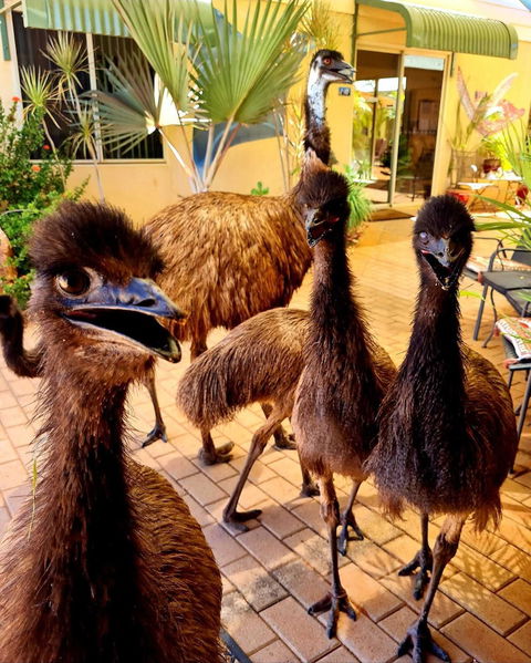 Ningaloo Lodge Exmouth - Travel Agents 5