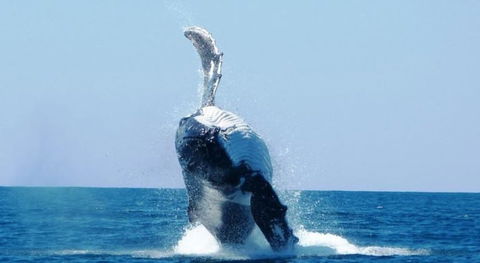 Ningaloo Lodge Exmouth - Travel Agents 4