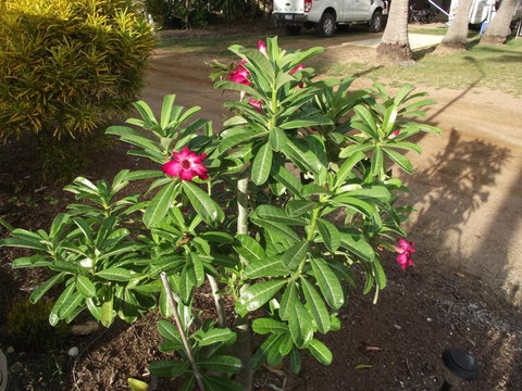 Karumba Point Sunset Caravan Park - Travel Agents 4