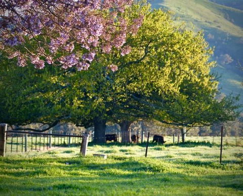 Alexandra Farmstay - Cruises Travel 6