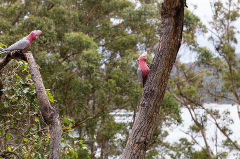 The Coombe On Wilson Inlet - Tourism Guide 6