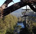 Tahune Air Walk Lodge