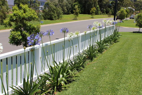 Red Waratah - Travel Agents 2