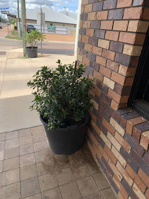 Central Motel - Travel Agents 0