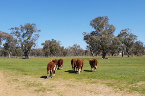 Jindera Park - Travel Search 0