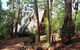 Green Leaves Cabin - thumb 0