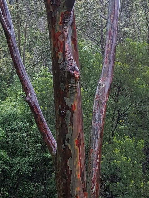 Bellbird Cottage B & B - Cruises Travel 6