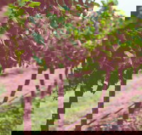 Hermitage Hideaway Homestead  Cottage