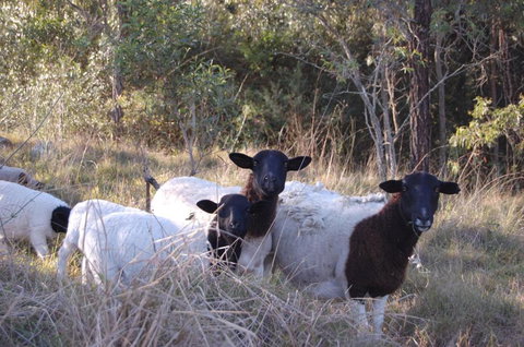 Cadair Cottages - Tourism Guide 1