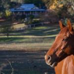 Historic Oak Hill House Estate Truffle Gourmet Festival Region - Tourism Guide 0