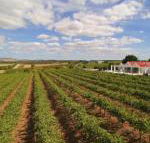 Barossa Valley Lyndoch - Travel Agents