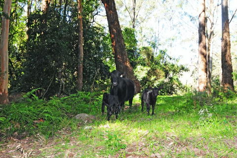Alcheringa Cottage - Tourism Guide 4