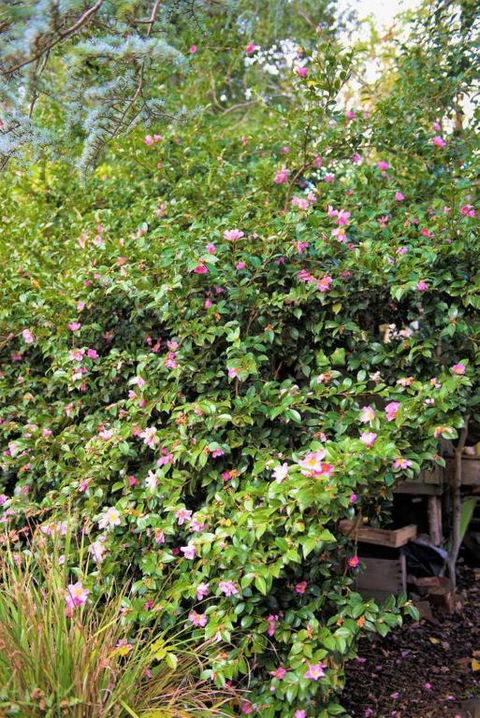 Adelaide Hills Camellia Cottage WiFi - Travel Agents 3