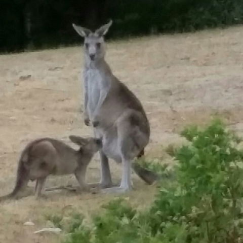 Kookas Cottage - Travel Search 1