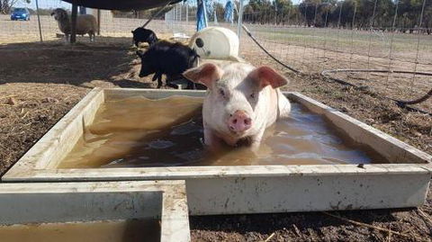 A Better Life Animal Sanctuary FarmStay Private Two Bedrooms Lounge Room & Bathroom & Toilet Shared Kitchen - Tourism Guide 2