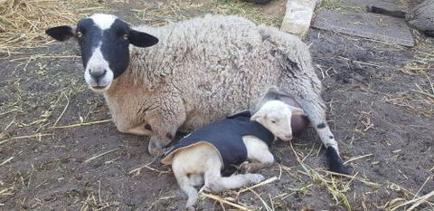 A Better Life Animal Sanctuary FarmStay Private Two Bedrooms Lounge Room & Bathroom & Toilet Shared Kitchen - Tourism Guide 1