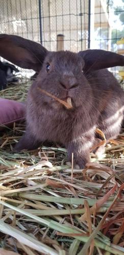 A Better Life Animal Sanctuary FarmStay Private Two Bedrooms Lounge Room & Bathroom & Toilet Shared Kitchen - Tourism Guide 5