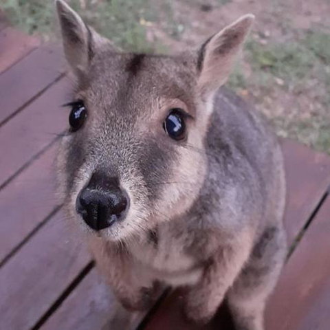 Camp Kanga - Travel Search 6