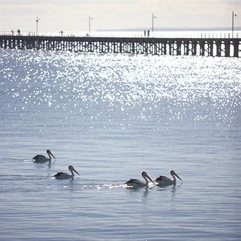 Peppers Pier Resort - Travel Agents 3