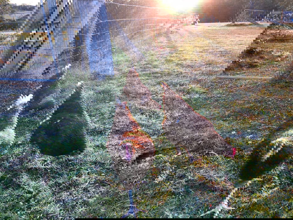 Moruya NSW Travel Agents