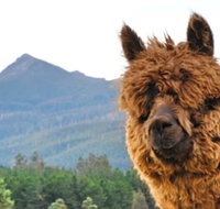 Maydena Mountain Cabins - Travel Agents