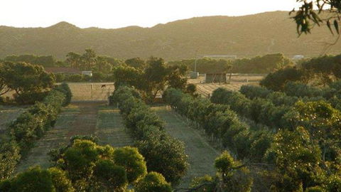 Bentwood Olive Grove Accommodation - Tourism Guide 4
