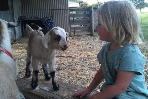 Fernleigh Farmstay & Bike Park - Tourism Guide 5