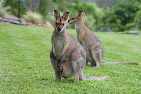 Mary Valley Views B + B - Travel Agents 1