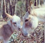 Donkey Tales Farm Cottages - Travel Agents