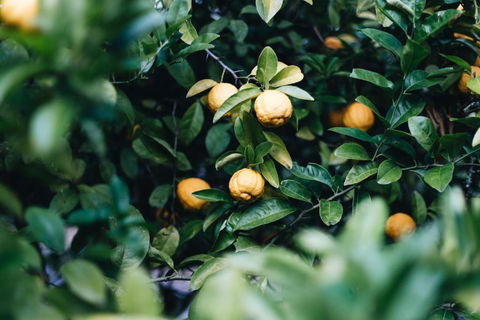 Lemon Tree Cottage Bendeela - Travel Search 3