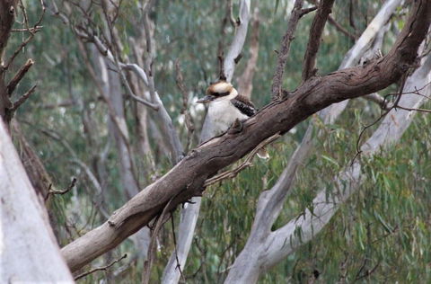 Ingenia Holidays Murray Bend - Tourism Guide 6