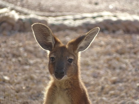 On The Deck @ Shark Bay - Travel Agents 3