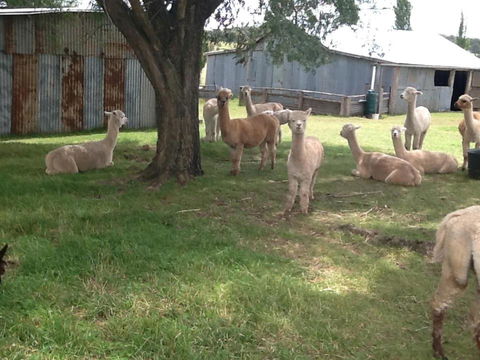 Glen Waverly Farmstay - Tourism Guide 1