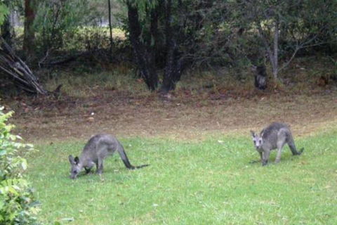 Wombatalla - Tourism Guide 7