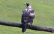 Cherryview Cygnet - thumb 2