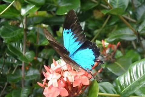 Cairns Crystal Cascades Holiday Park - Tourism Guide 4