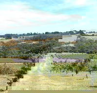 Main Ridge Harvest - Cruises Travel