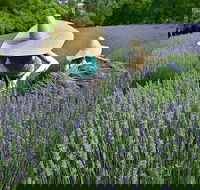 Lavandula Swiss Italian Farm - Cruises Travel
