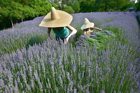 Lavandula Swiss Italian Farm - Travel Agents 0