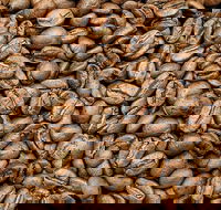 Coffee Guru Ulladulla