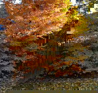 Stella Kitchen Chinese Take Away - Travel Agents